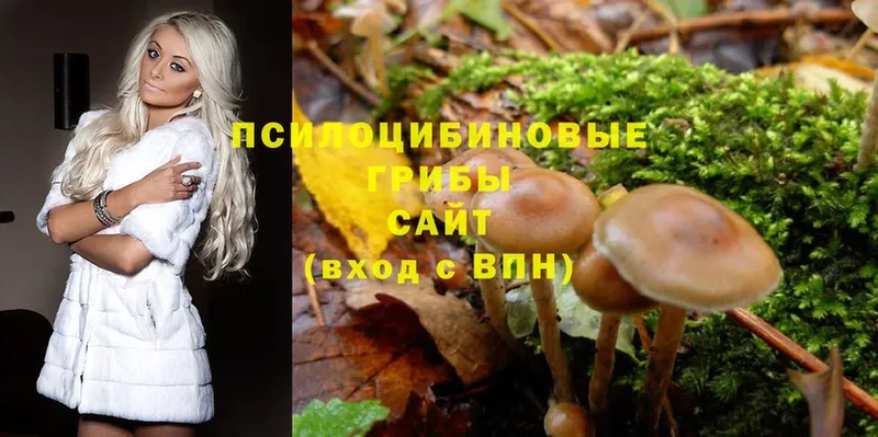 Псилоцибиновые грибы Magic Shrooms  купить закладку  Дмитров 